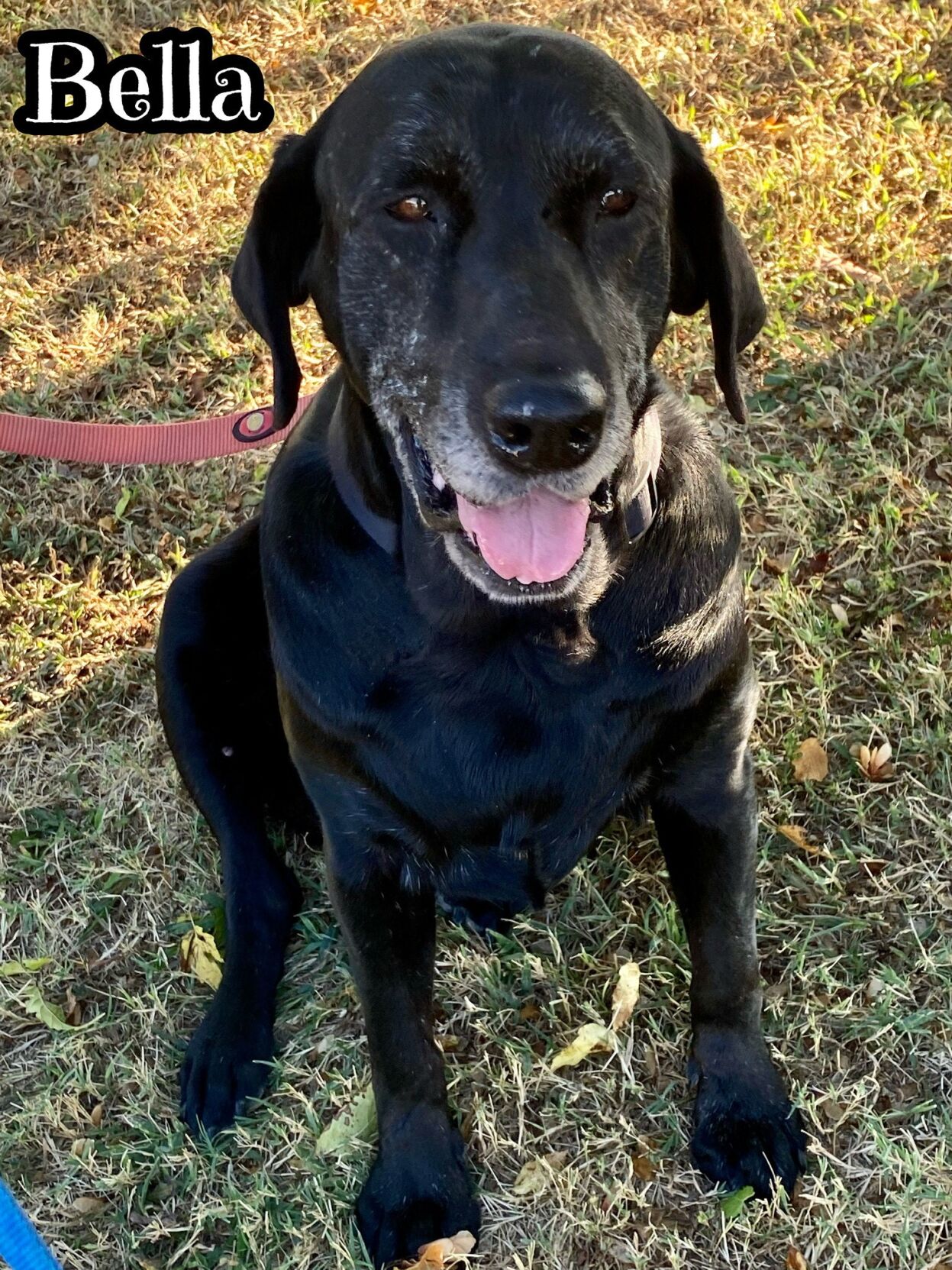 Miss Bella